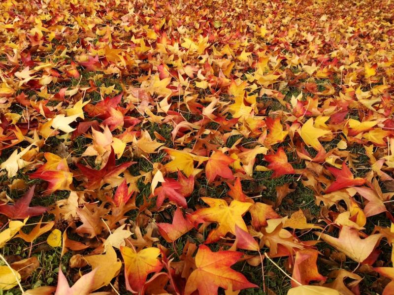 Leuchtendes rot-braunes Herbstlaub bedeckt den Rasen.