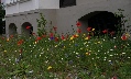 Blütenbunt statt schottergrau